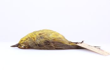 Media type: image;   Ornithology 294386 Description: Dendroica palmarum;  Aspect: lateral